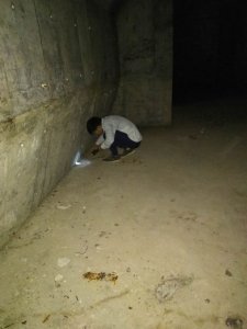 蟲害防治現場